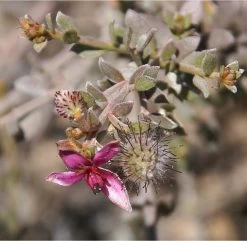 Weleda Ratanhia Tandpasta -Mondverzorging 1200x1173 1