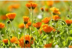 Weleda Kindertandpasta - 50ml -Mondverzorging 1200x825